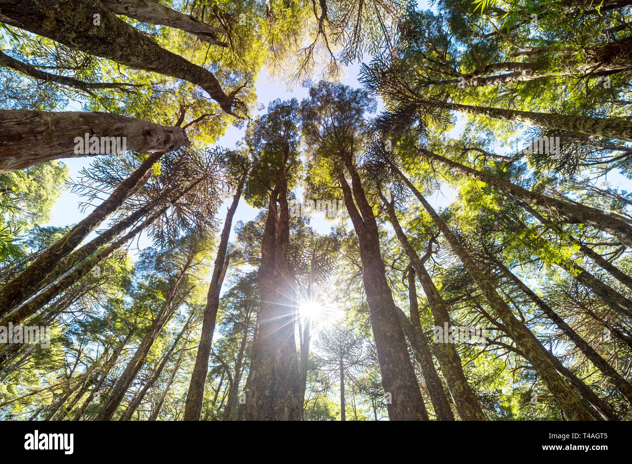 Unusual Araucaria (Araucaria araucana) trees in Andes mountains, Chile ...