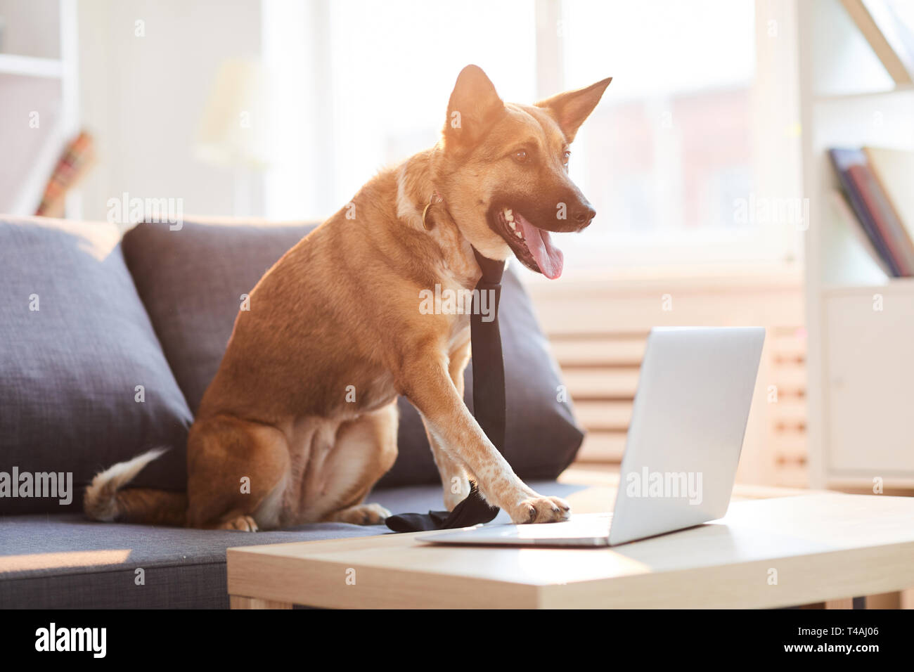 Dog Office Worker Stock Photo