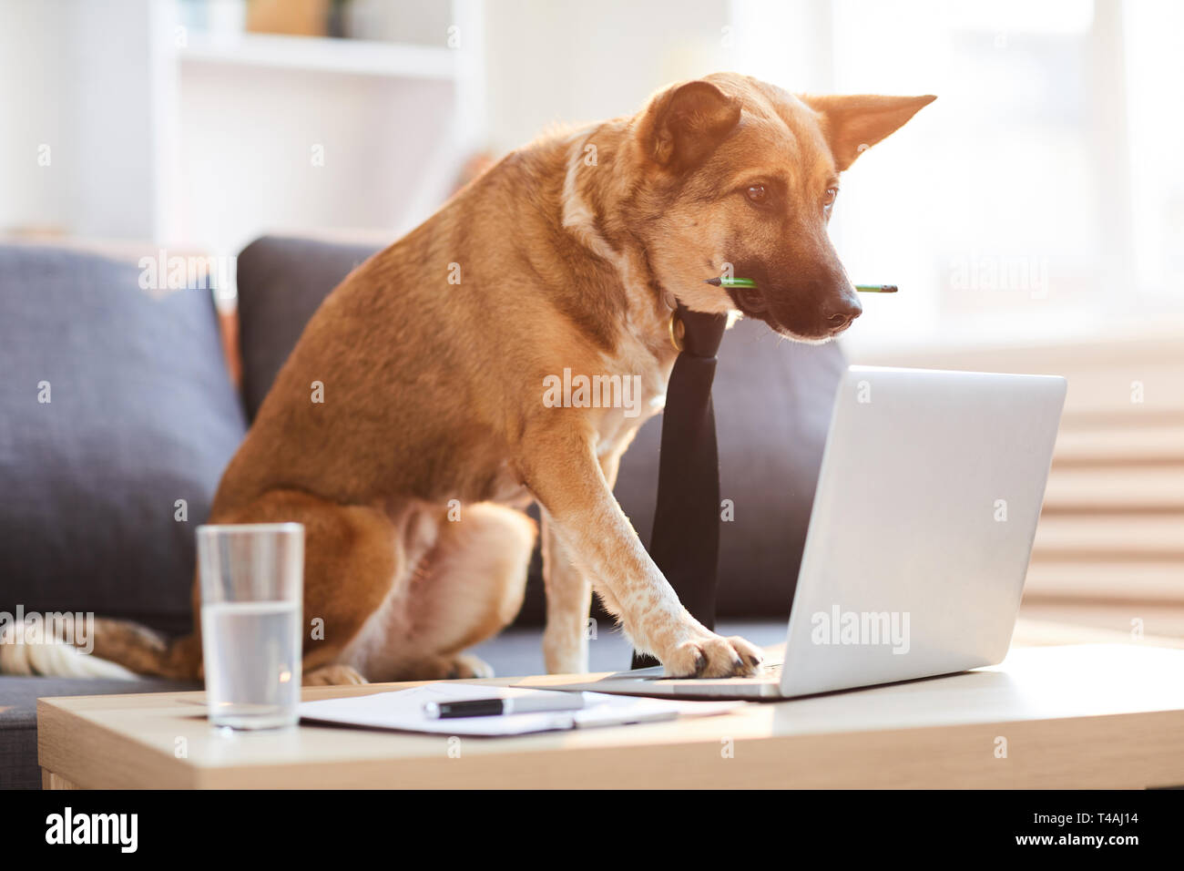 Dog Boss Stock Photo