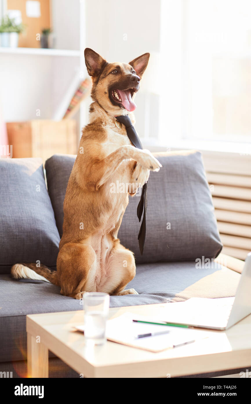 Business Dog Stock Photo