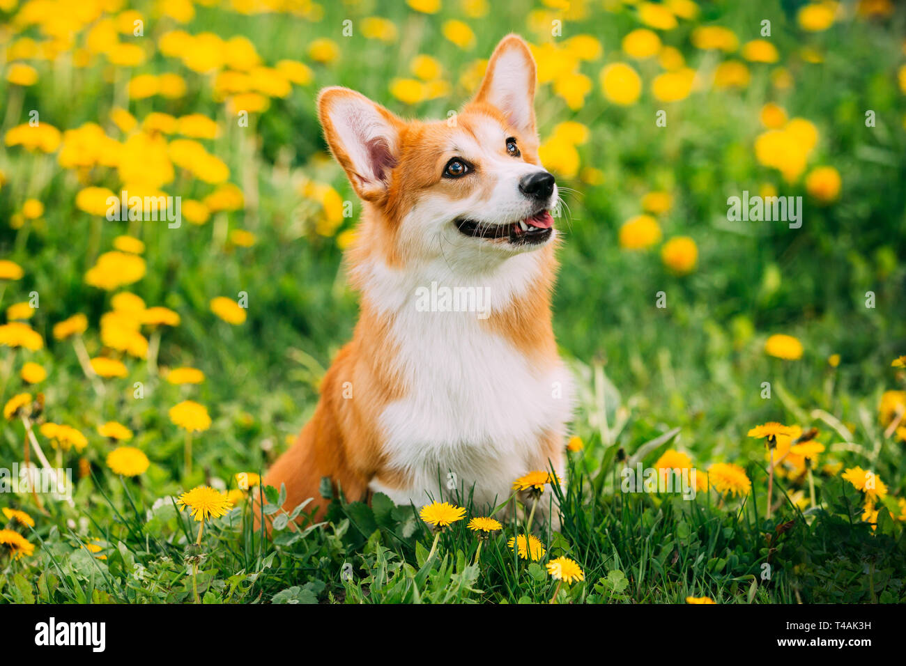 corgi flower