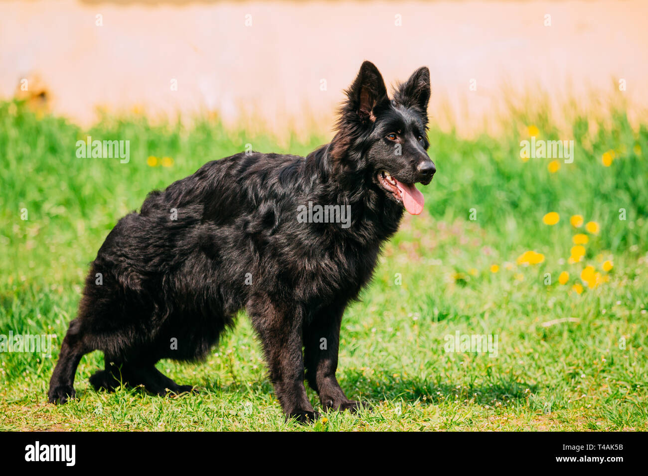 Beautiful Young Black German Shepherd Dog Standing In Green Grass Alsatian Wolf Dog Or German Shepherd Dog Deutscher Dog Stock Photo Alamy