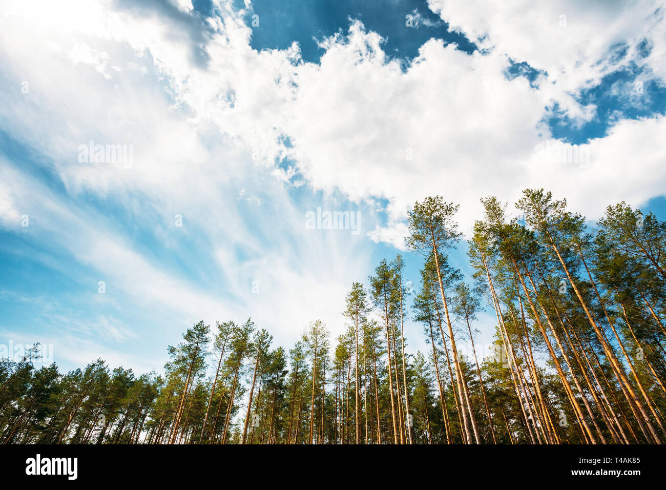 Pine copse hi-res stock photography and images - Alamy