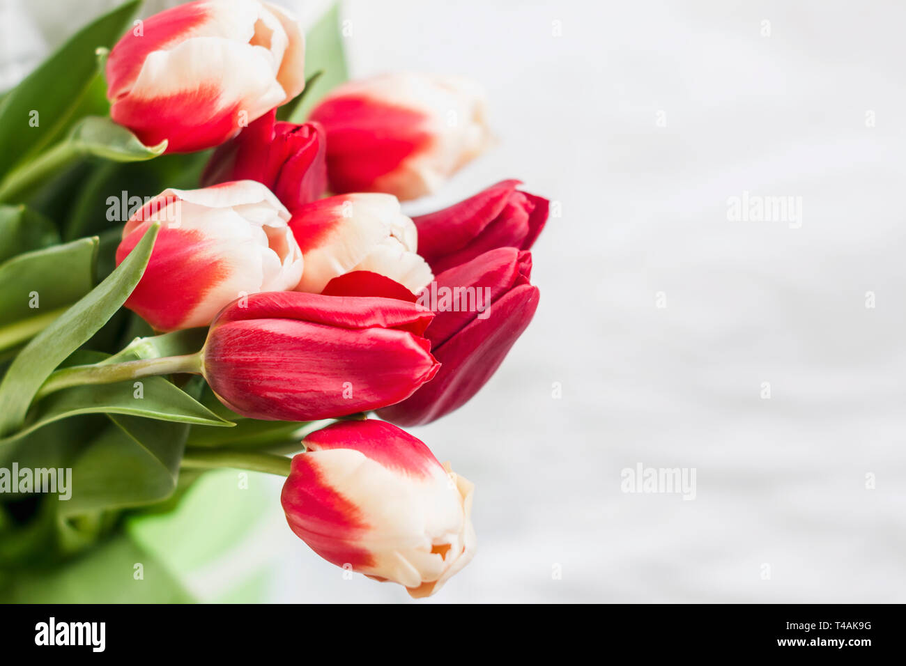 bright bouquet of red with white tulips for congratulations Stock Photo