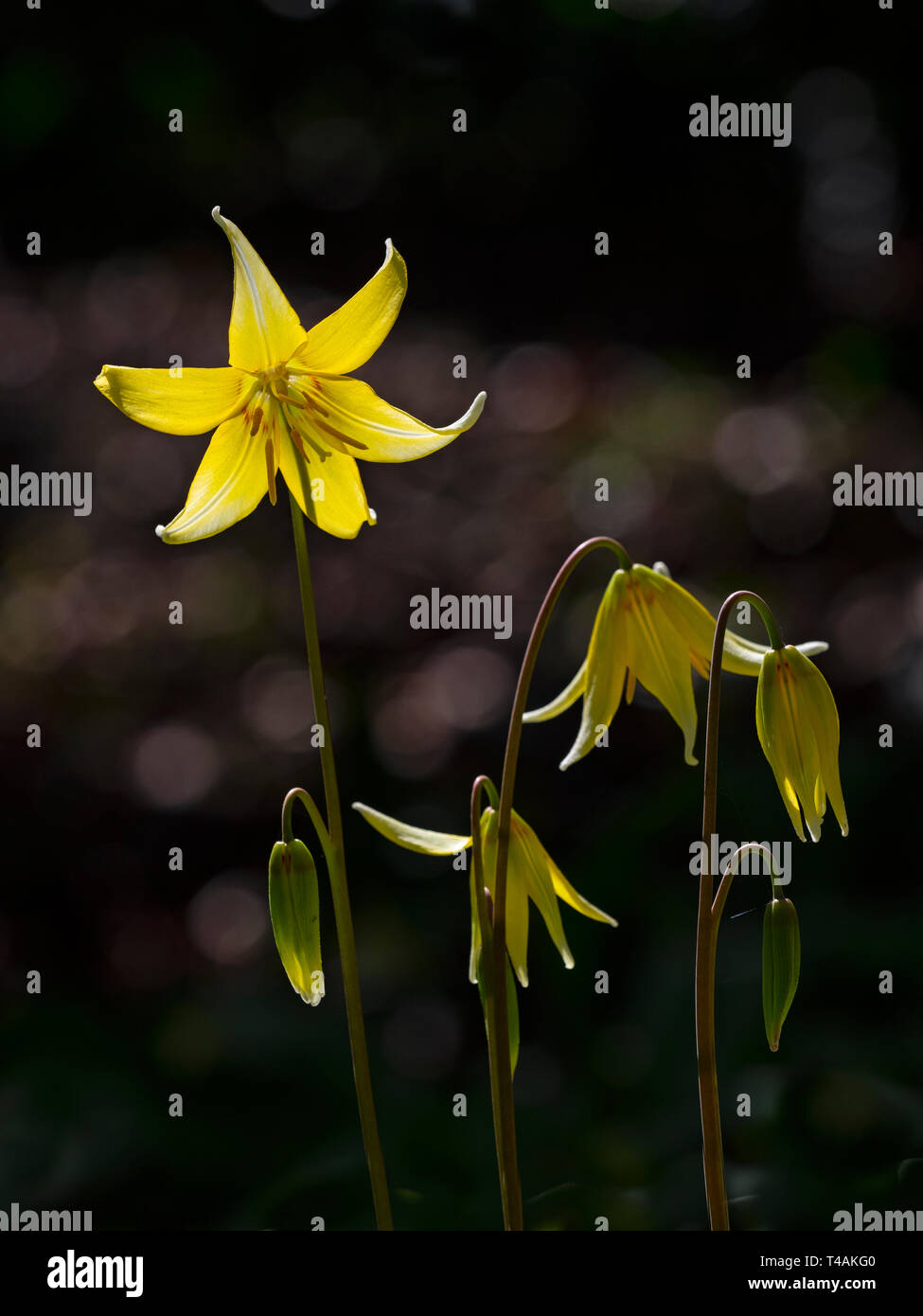 Trout lily Erythronium americanum Stock Photo Alamy