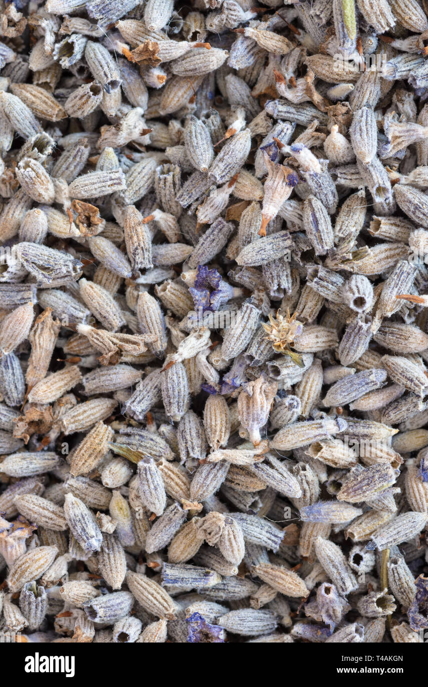 Dried lavender buds Stock Photo Alamy