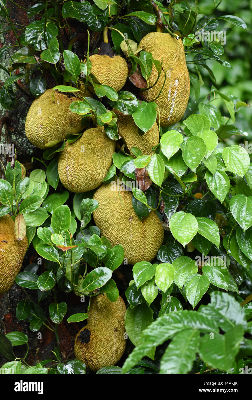 Jackfruit Tree and young Jackfruits at chikmagalur forest Stock Photo