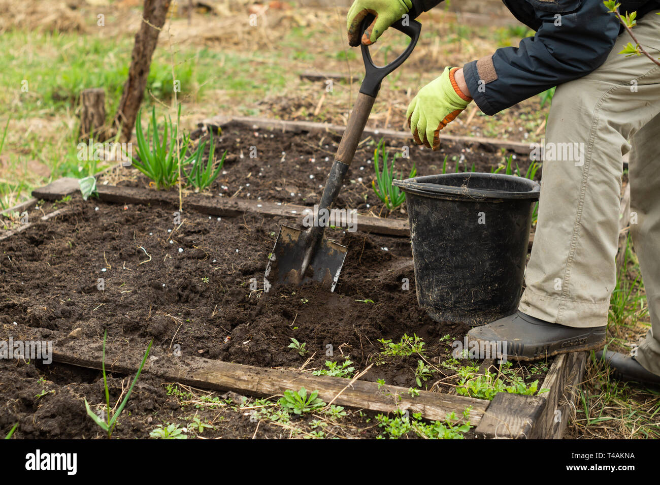 A man is digging a shovel soil in the garden in spring Stock Photo