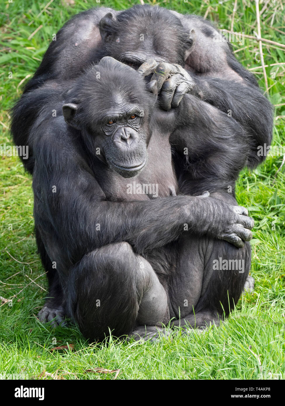 Chimpanzee Pan troglodytes portrait captive mammal Stock Photo