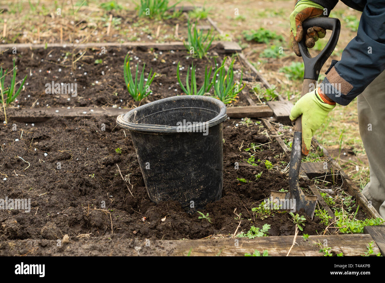 A man is digging a shovel soil in the garden in spring Stock Photo
