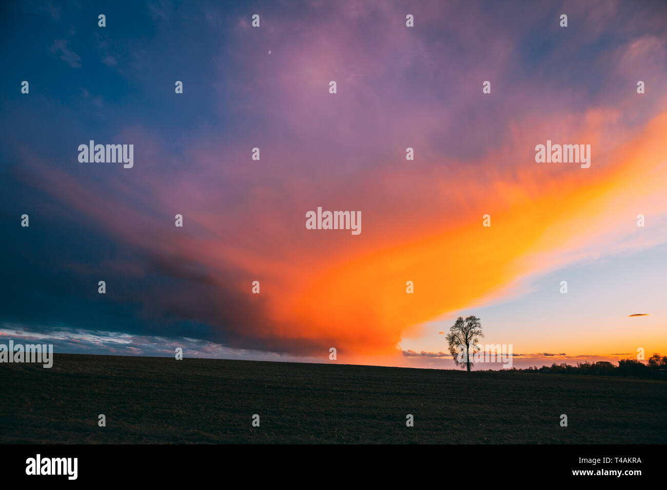 Time Lapse Time-lapse Timelapse Of Lonely Tree Growing In Spring Field At Sunset Sunrise. Morning Sunrise Evening Sunset Sky Above Dark Countryside Me Stock Photo