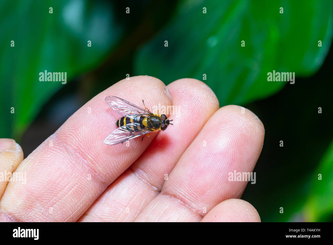 a friendly hover fly on a hand.Close up macro photo of insect Stock Photo