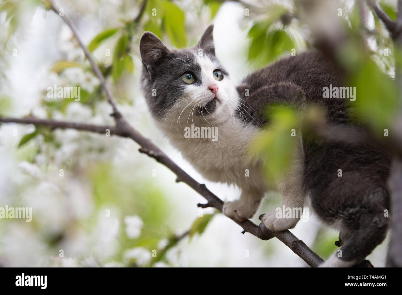 Fluffy cat sitting on a tree Stock Photo - Alamy