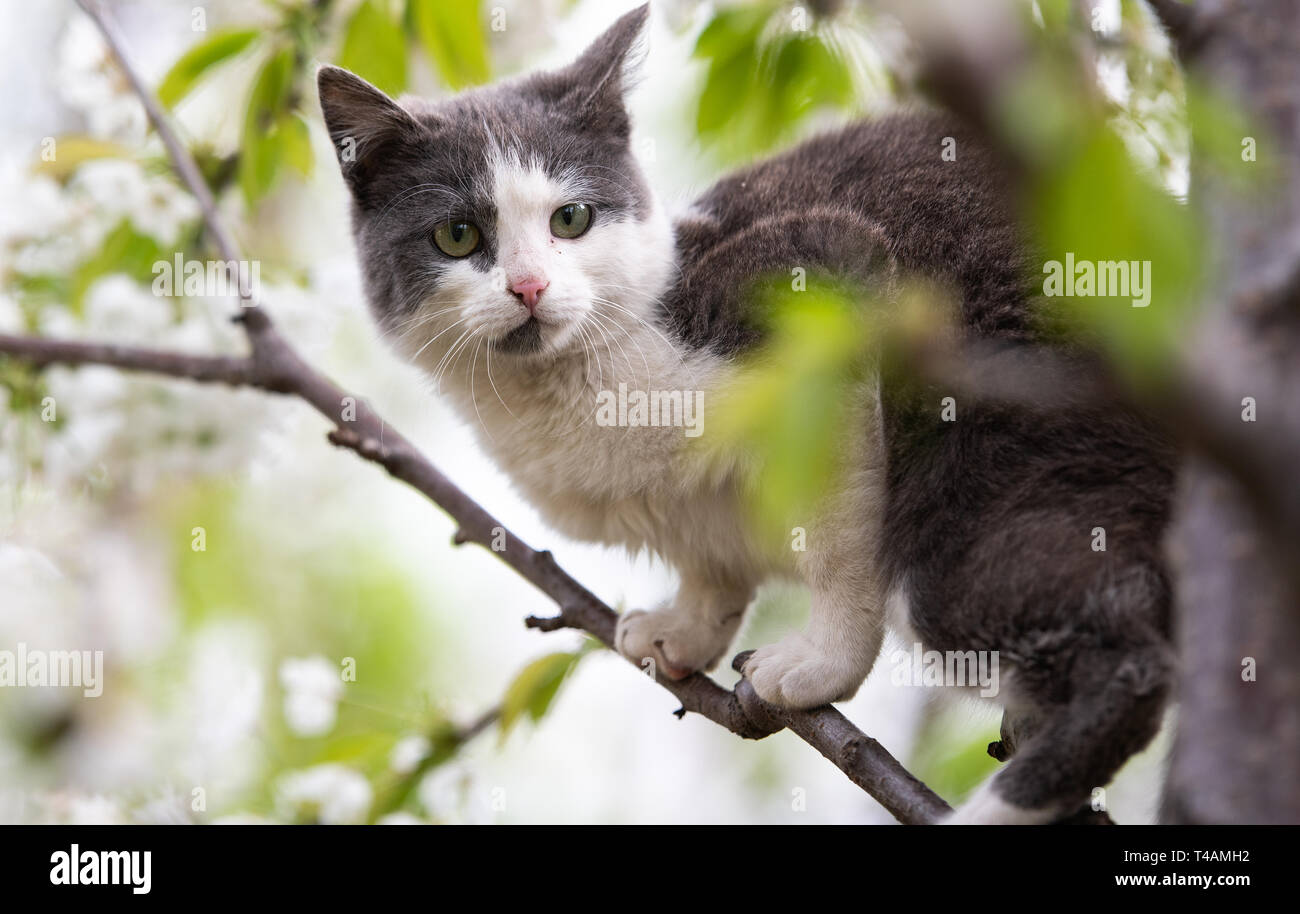 Fluffy cat sitting on a tree Stock Photo - Alamy