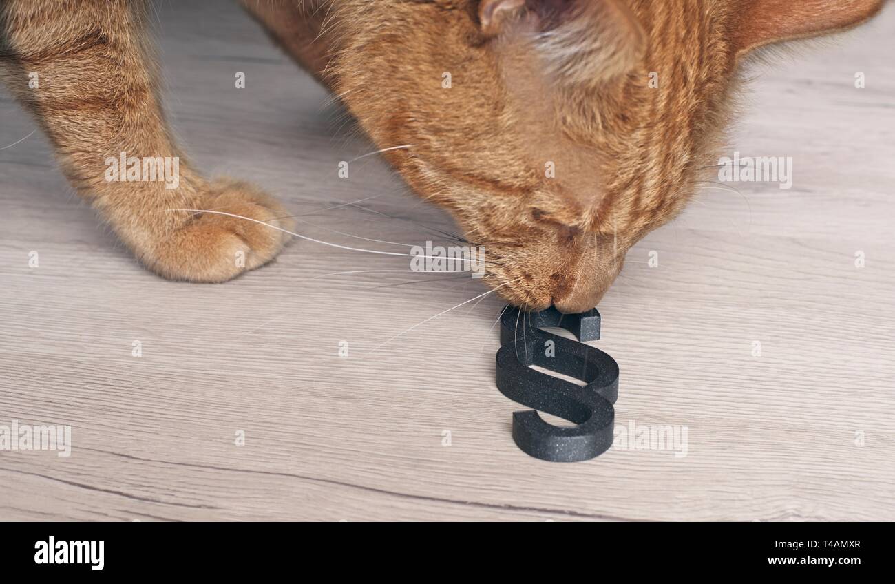 Ginger cat looking curious to a paragraph sign - Concept of Animal Rights. Stock Photo