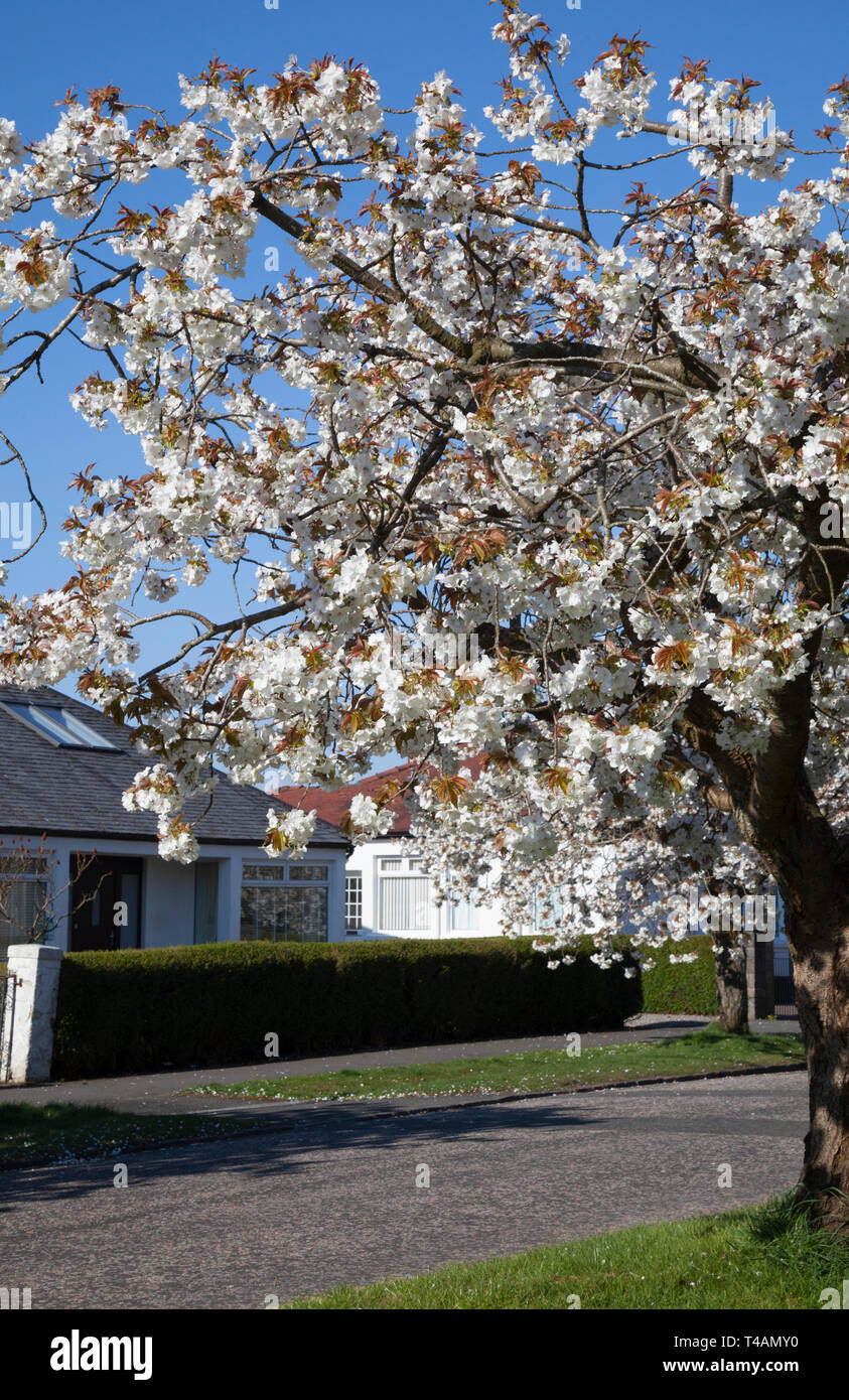 White cherry blossom flowering on West Princes Street, Helensburgh, Scotland Stock Photo