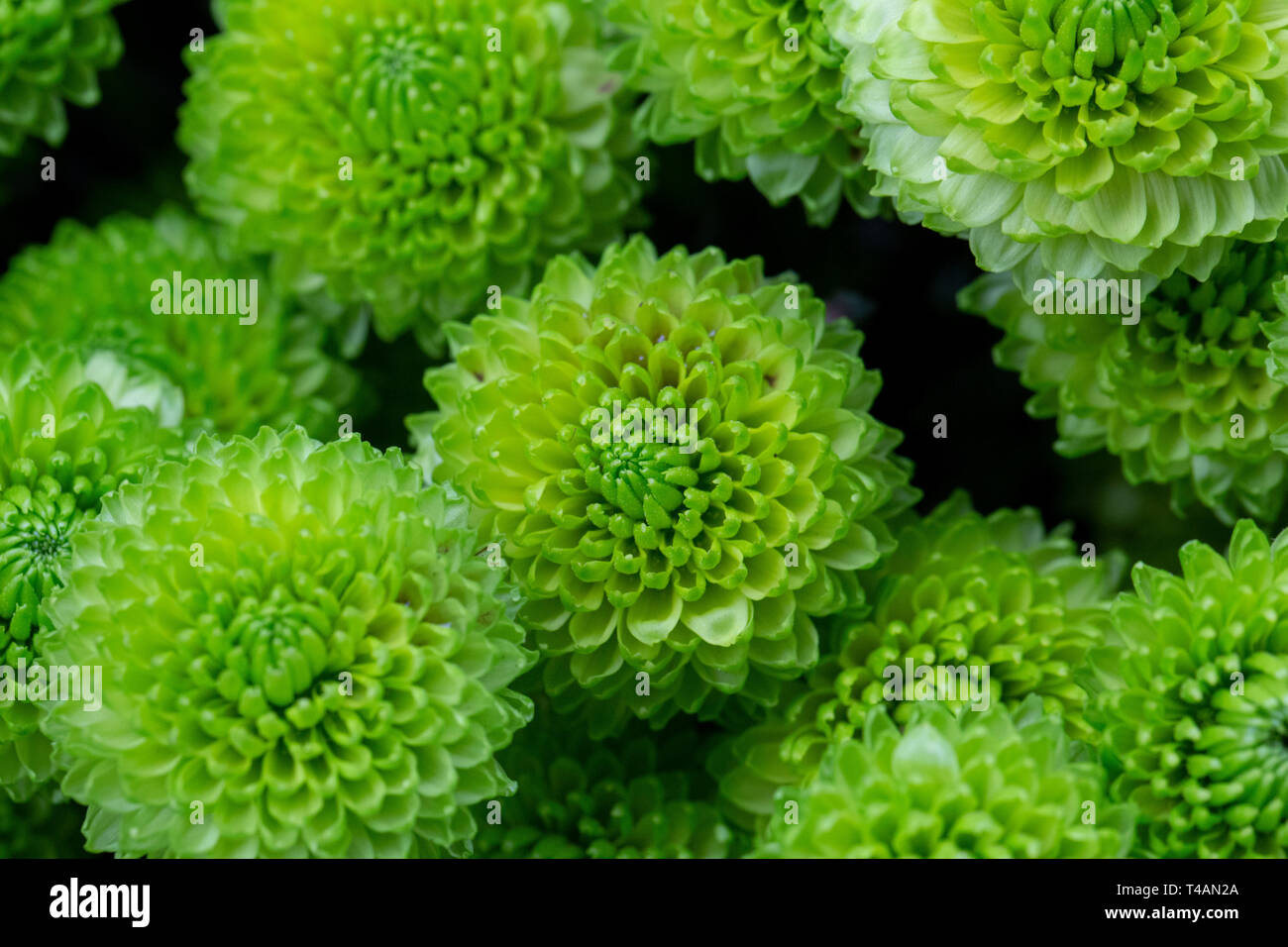 Green chrysanthemum as background picture. Chrysanthemum wallpaper Close up Stock Photo