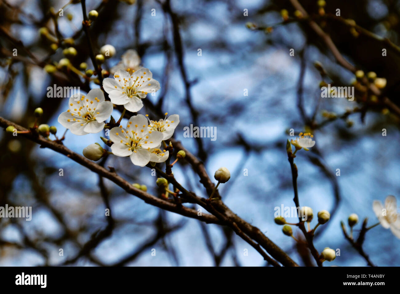 Blossom bloom flower hi-res stock photography and images - Alamy