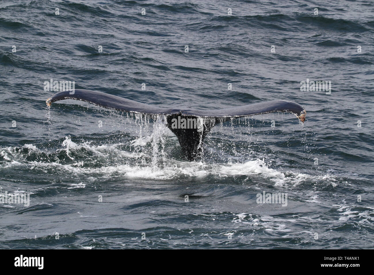 Humpback Whale Tail Fluke Stock Photo