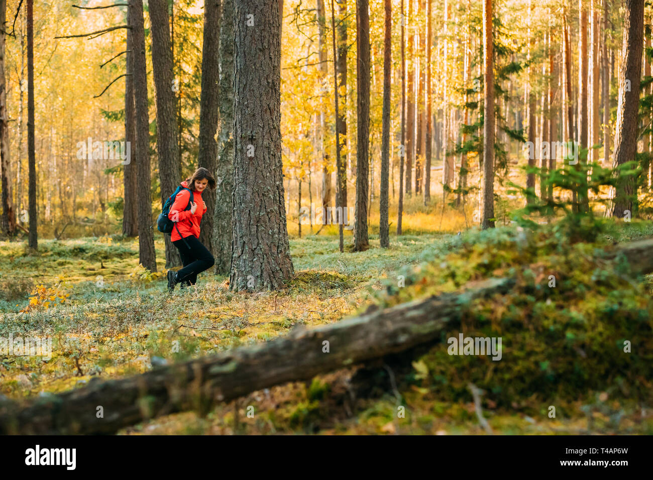 Active Young Adult Beautiful Caucasian Girl Woman Dressed In Red Jacket Walking In Autumn Green Forest. Active Lifestyle In Fall Age Nature During Sun Stock Photo