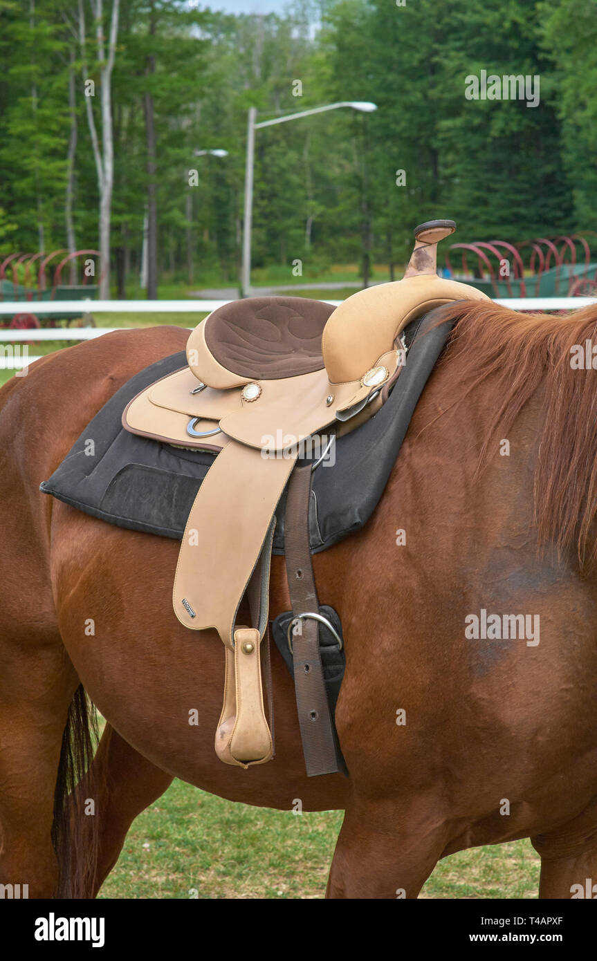 horse saddled with western saddle Stock Photo Alamy