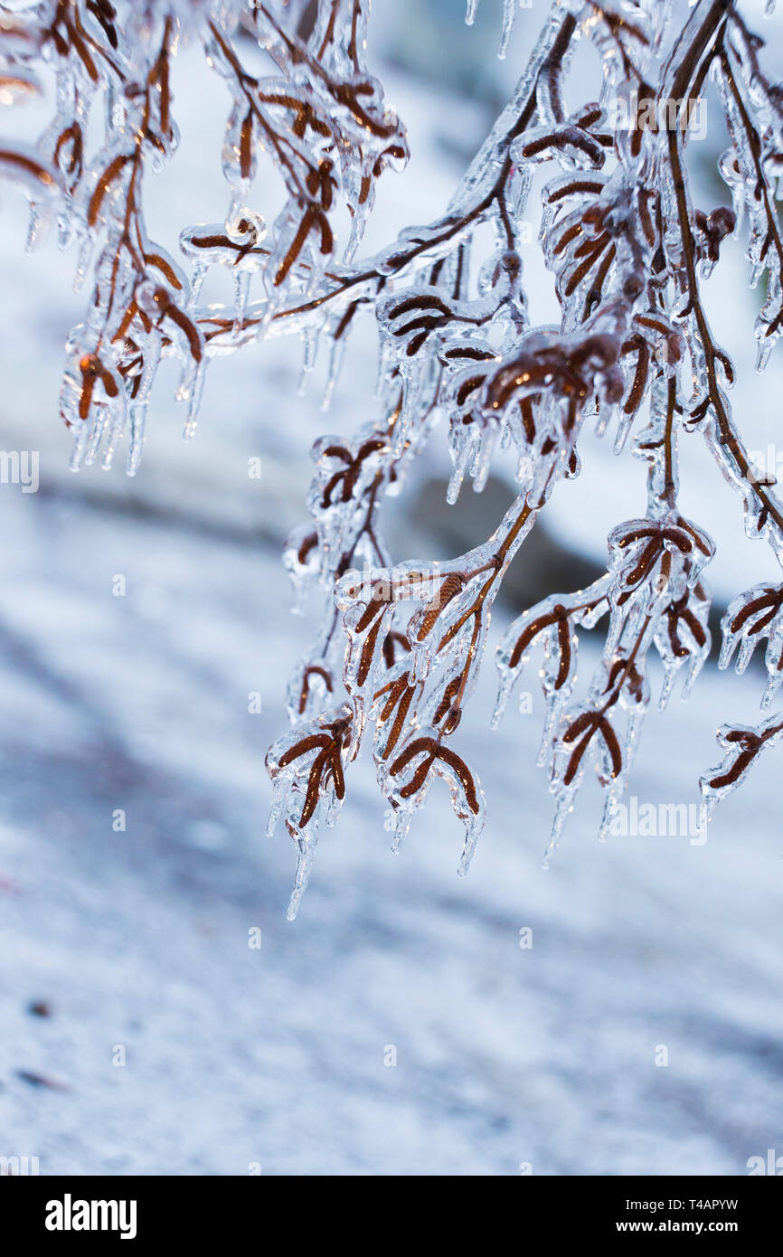 Montreal freezing rain hi-res stock photography and images - Alamy
