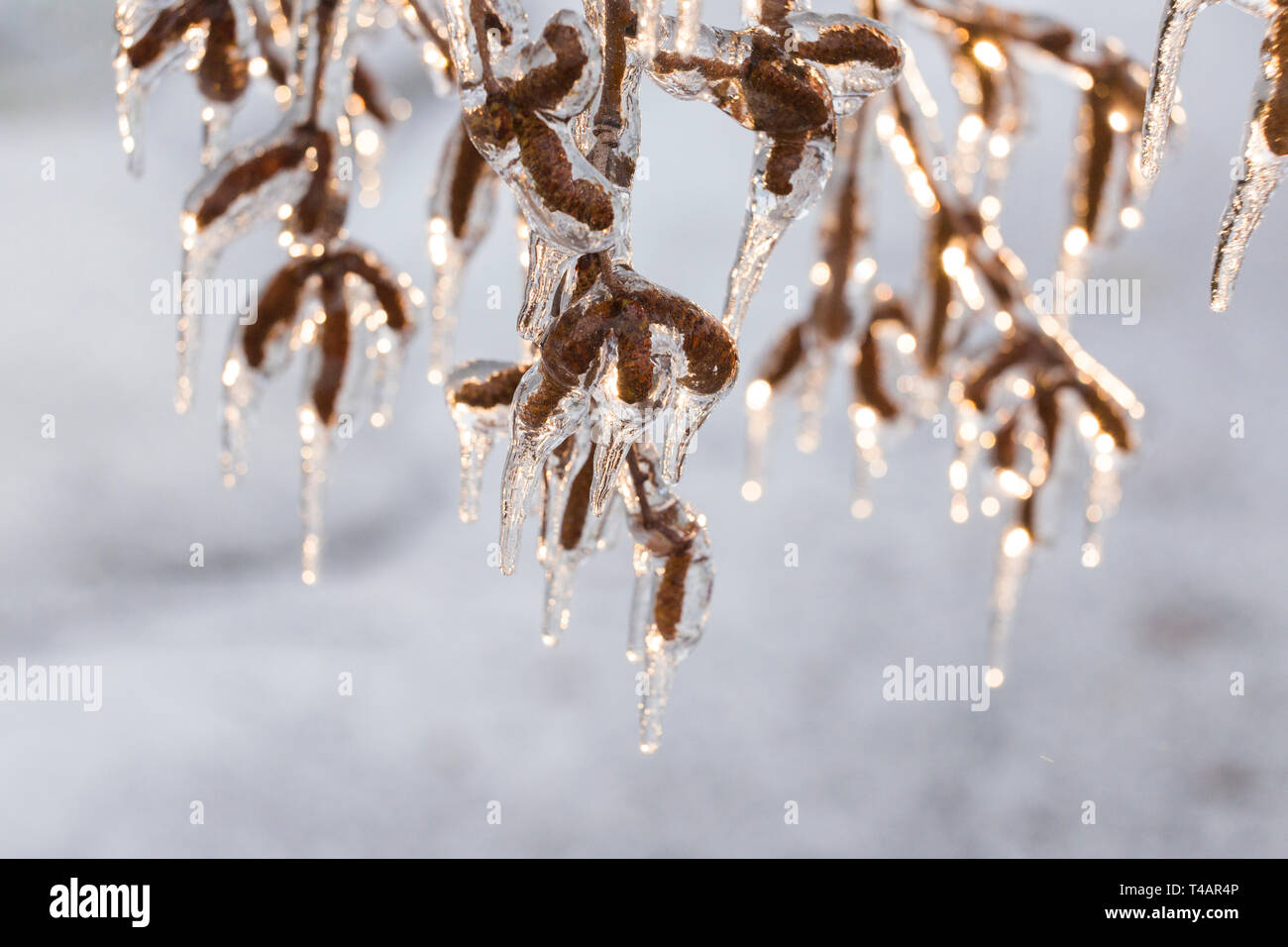 Freezing rain on trees hi-res stock photography and images - Alamy