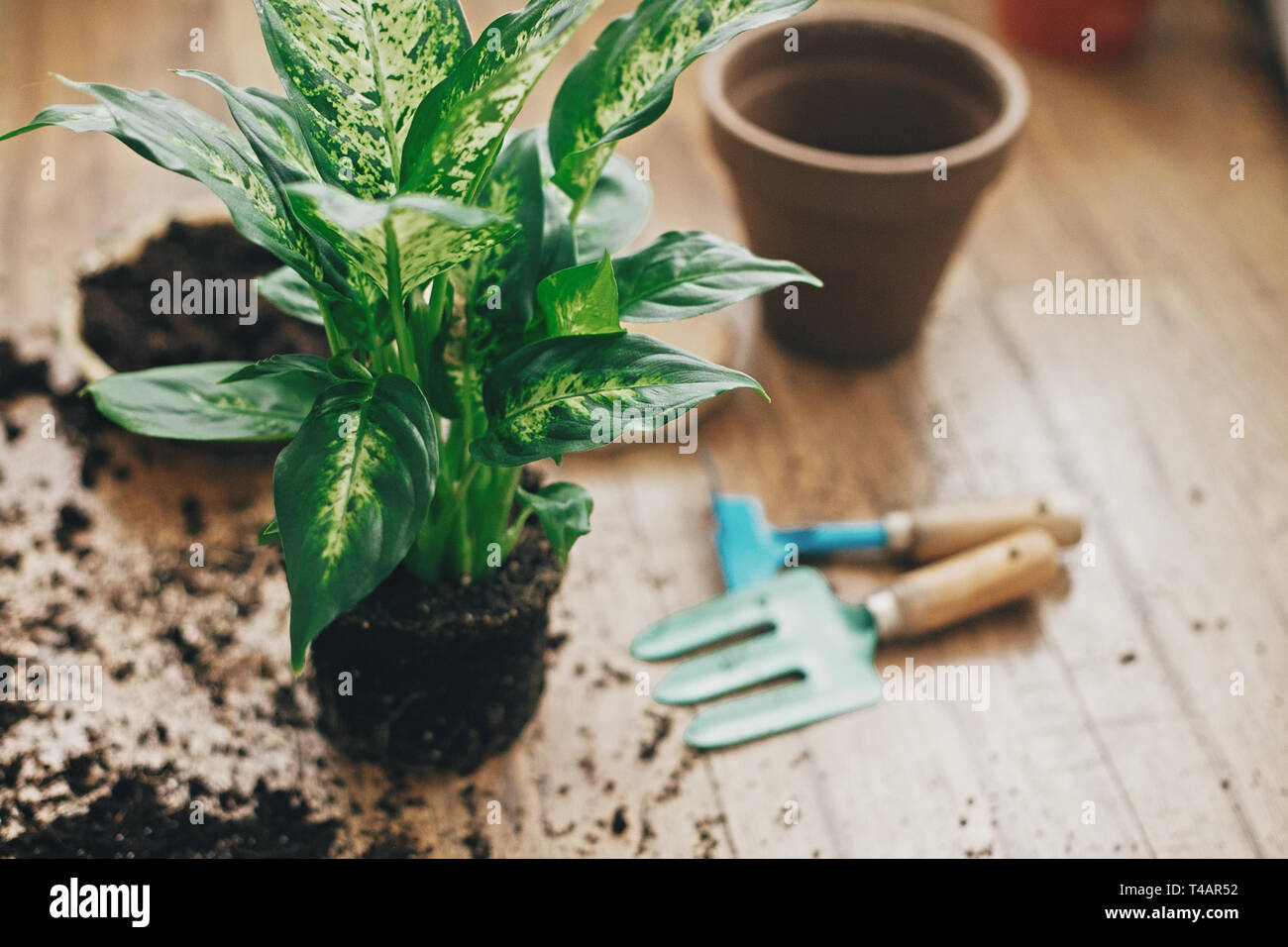 Repotting plant concept. Dumbcane plant in soil with gardening stylish tools, ground and clay pots on wooden floor. Preparing for repotting dieffenbac Stock Photo