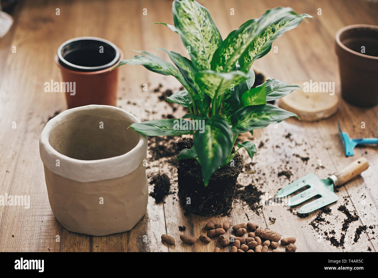 Repotting plant concept. Dieffenbachia plant in soil with gardening