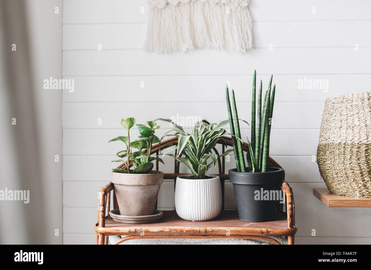 Stylish green plants in pots on wooden vintage stand on background of white rustic wall with embroidery hanging. Peperomia, sansevieria, dracaena plan Stock Photo
