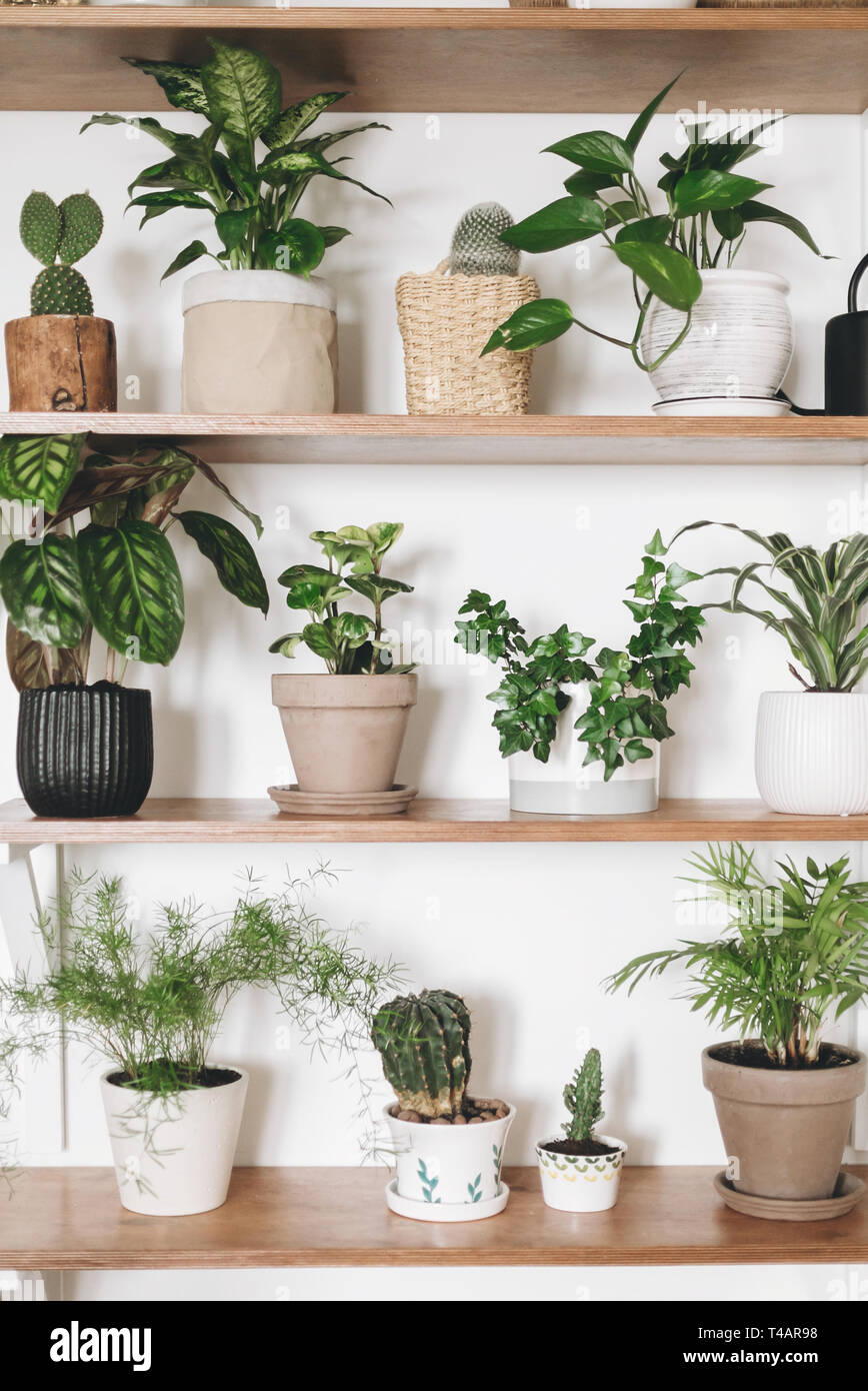 Stylish Wooden Shelves With Green Plants And Black Watering