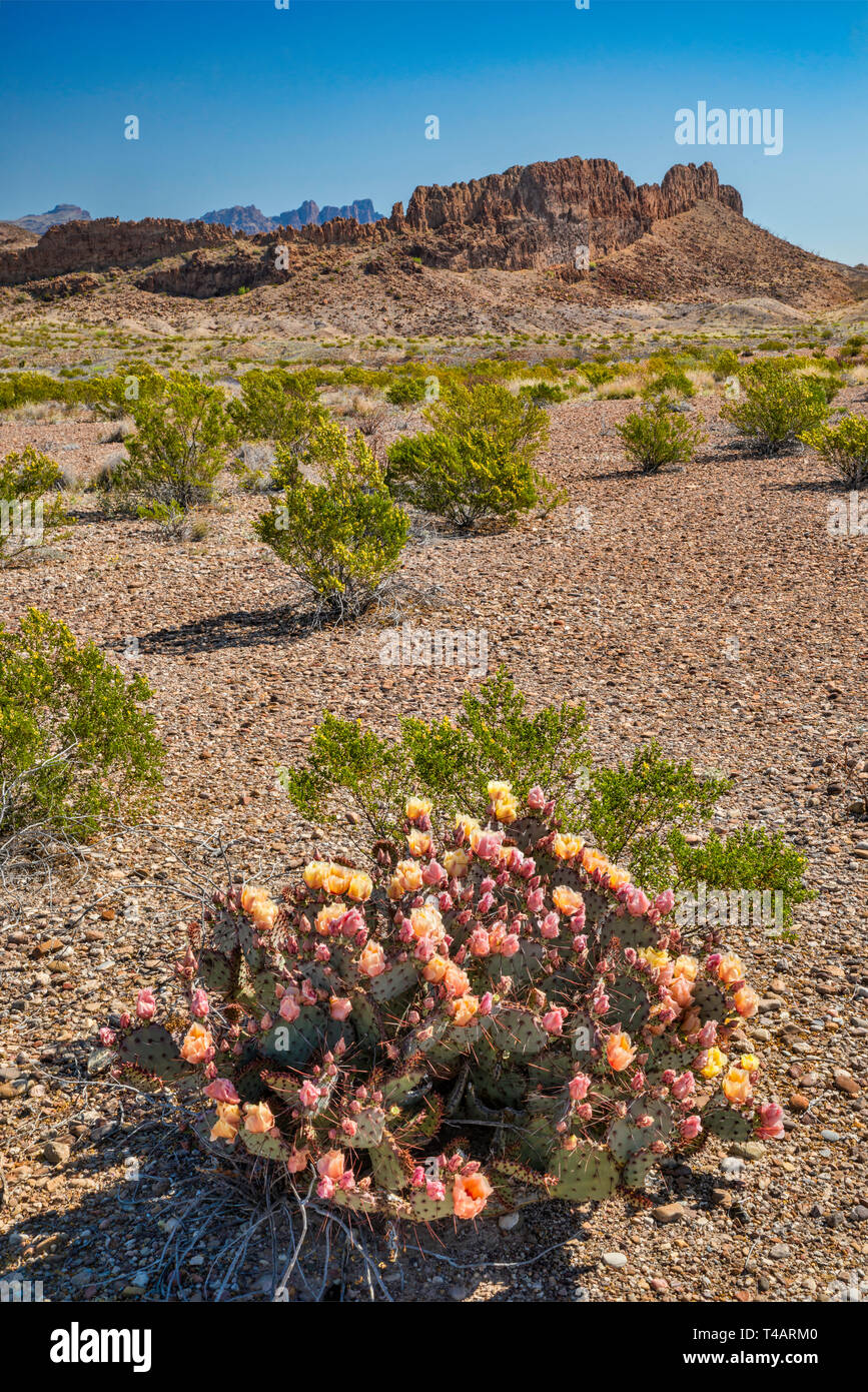 Prickly pear cactus in bloom, creosotebush, Sierro de Chino cliffs, River Road, Chihuahuan Desert, Big Bend National Park, Texas, USA Stock Photo