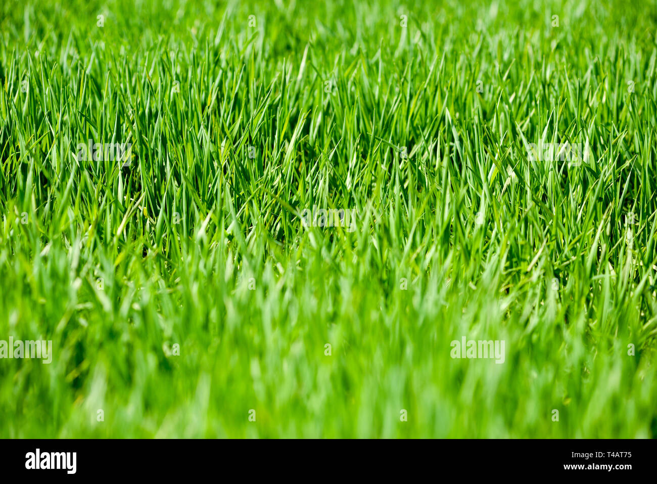 Lush green crops hi-res stock photography and images - Alamy