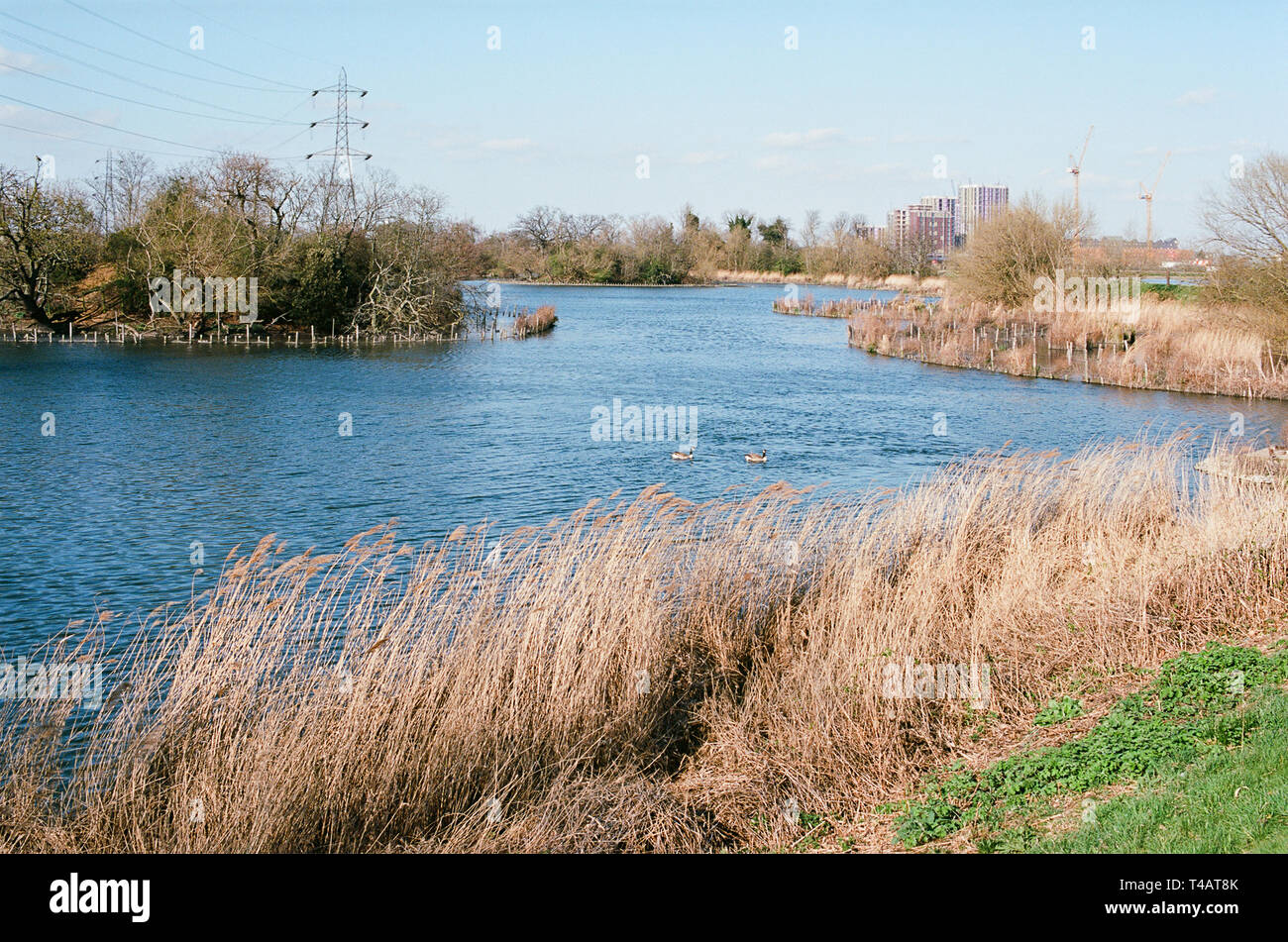 Reservoir and reedbeds on Walthamstow Wetlands, North East London UK Stock Photo