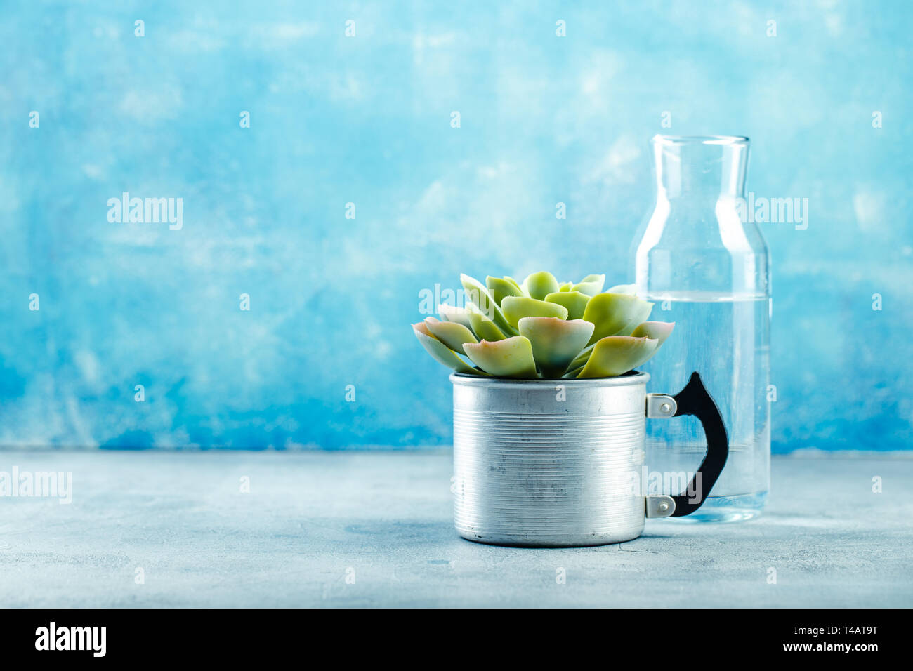 Watering the succulent plant Echeveria in an aluminum cup. Planting and