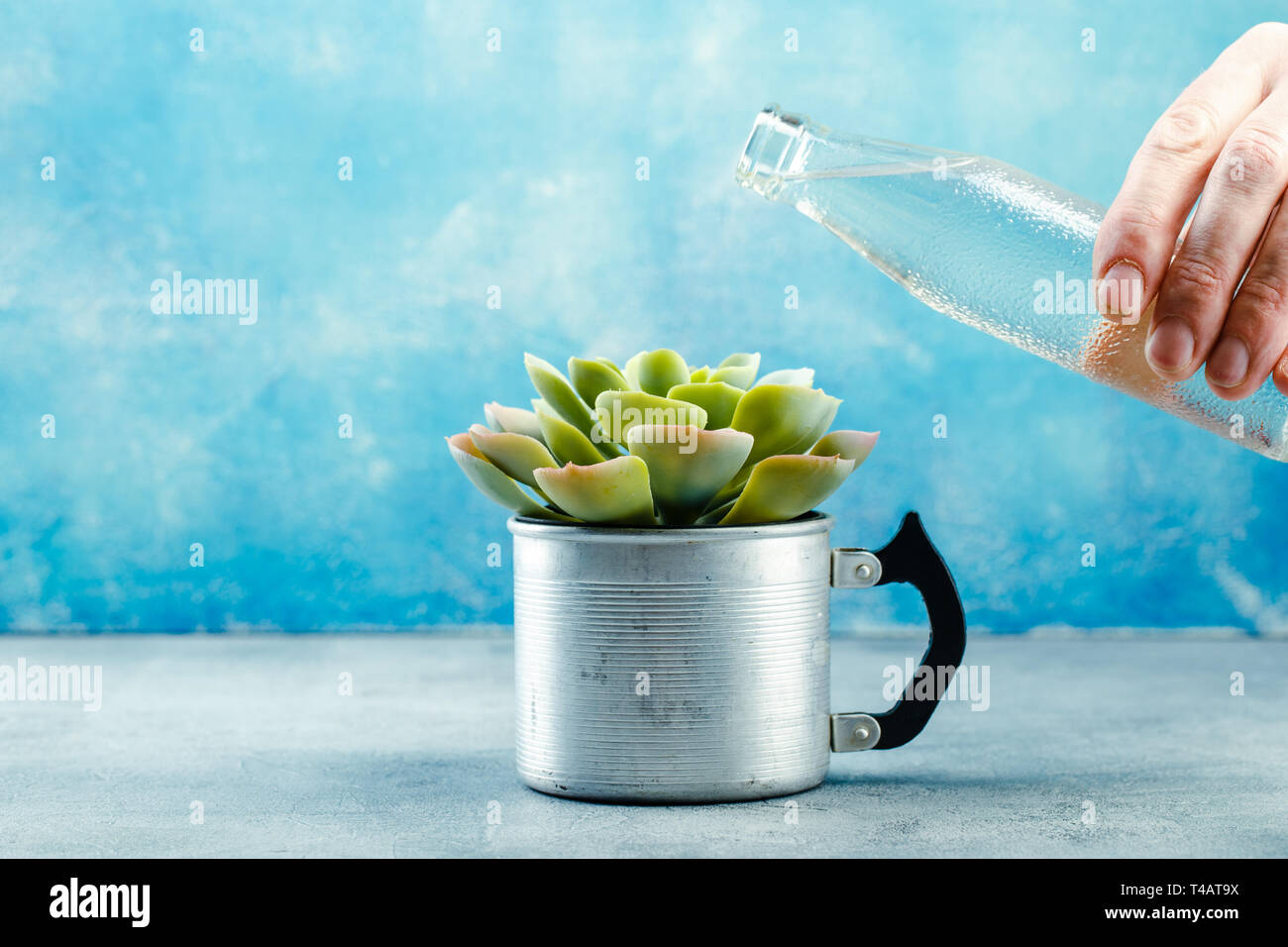 Watering the succulent plant Echeveria in an aluminum cup. Planting and
