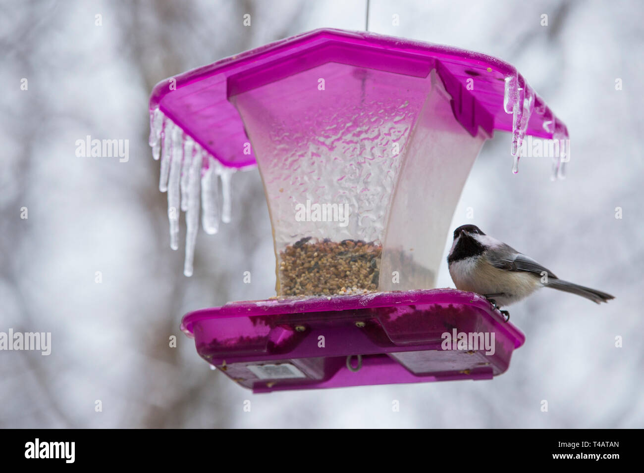 Birds at feeder in freezing rain Stock Photo