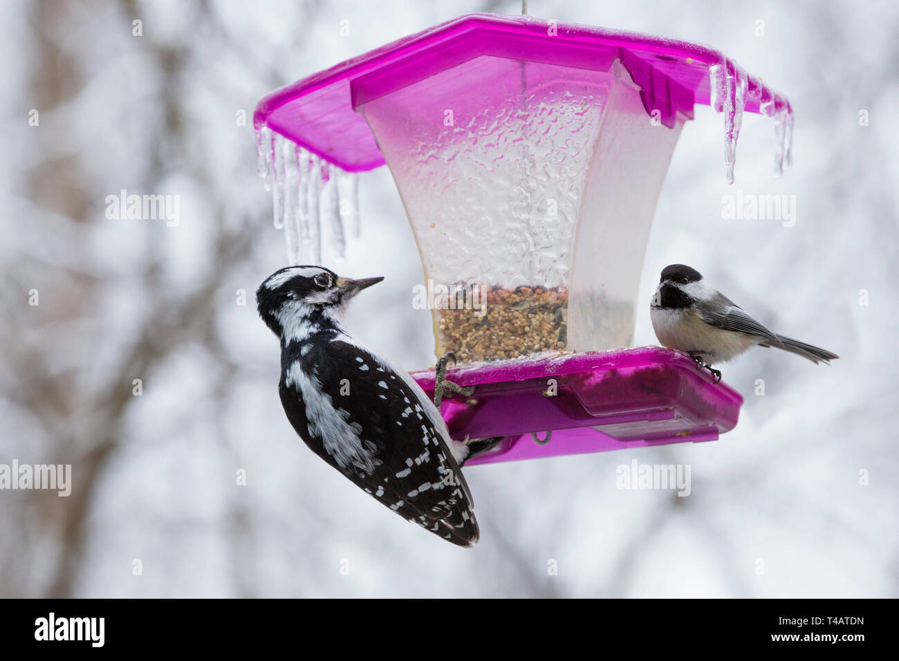 Birds at feeder in freezing rain Stock Photo Alamy