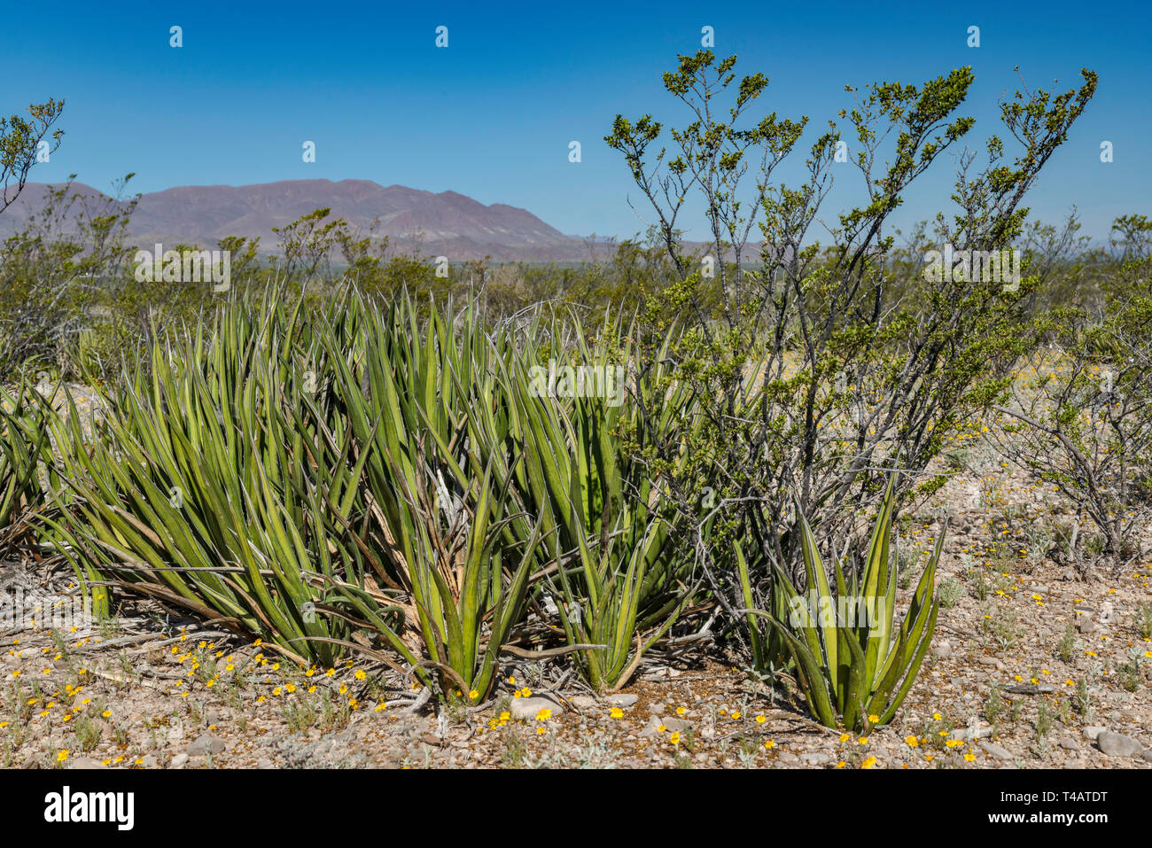 Creosotebush, agave lechuguilla, Chihuahuan Desert, Big Bend National Park, Texas, USA Stock Photo
