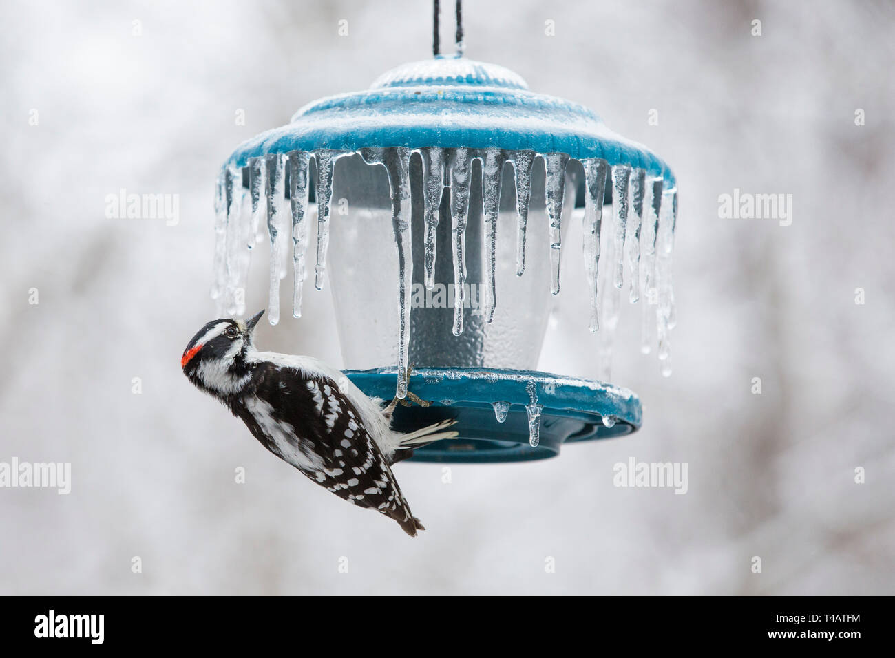 Birds at feeder in freezing rain Stock Photo