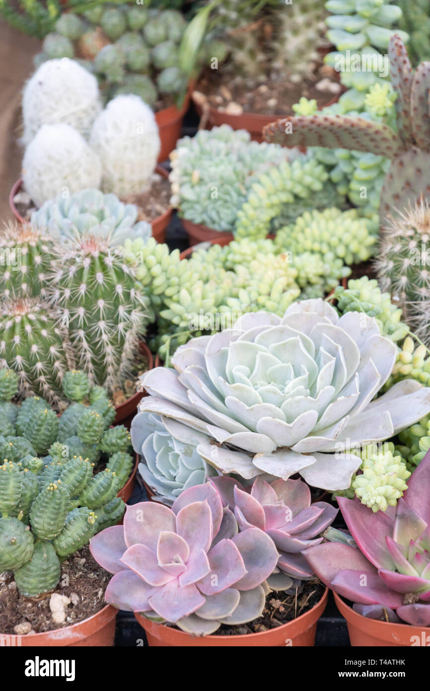 Different varieties of flowers and cacti and succulents, cacti and