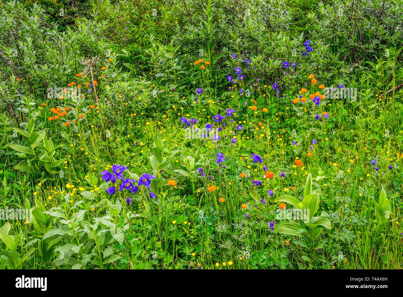 Summer flowering alpine meadow of Altai mountains, Russia with colorful wild flowers: blue Aquilegia glandulosa, orange globe-flowers (Trollius asiati Stock Photo