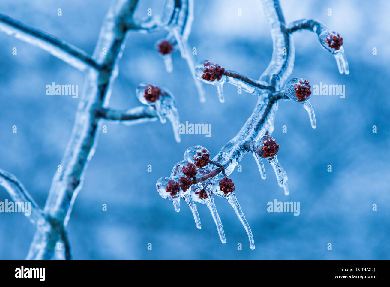 Montreal freezing rain hi-res stock photography and images - Alamy