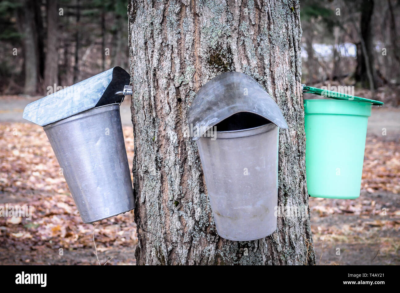 Maple Buckets High Resolution Stock Photography and Images - Alamy