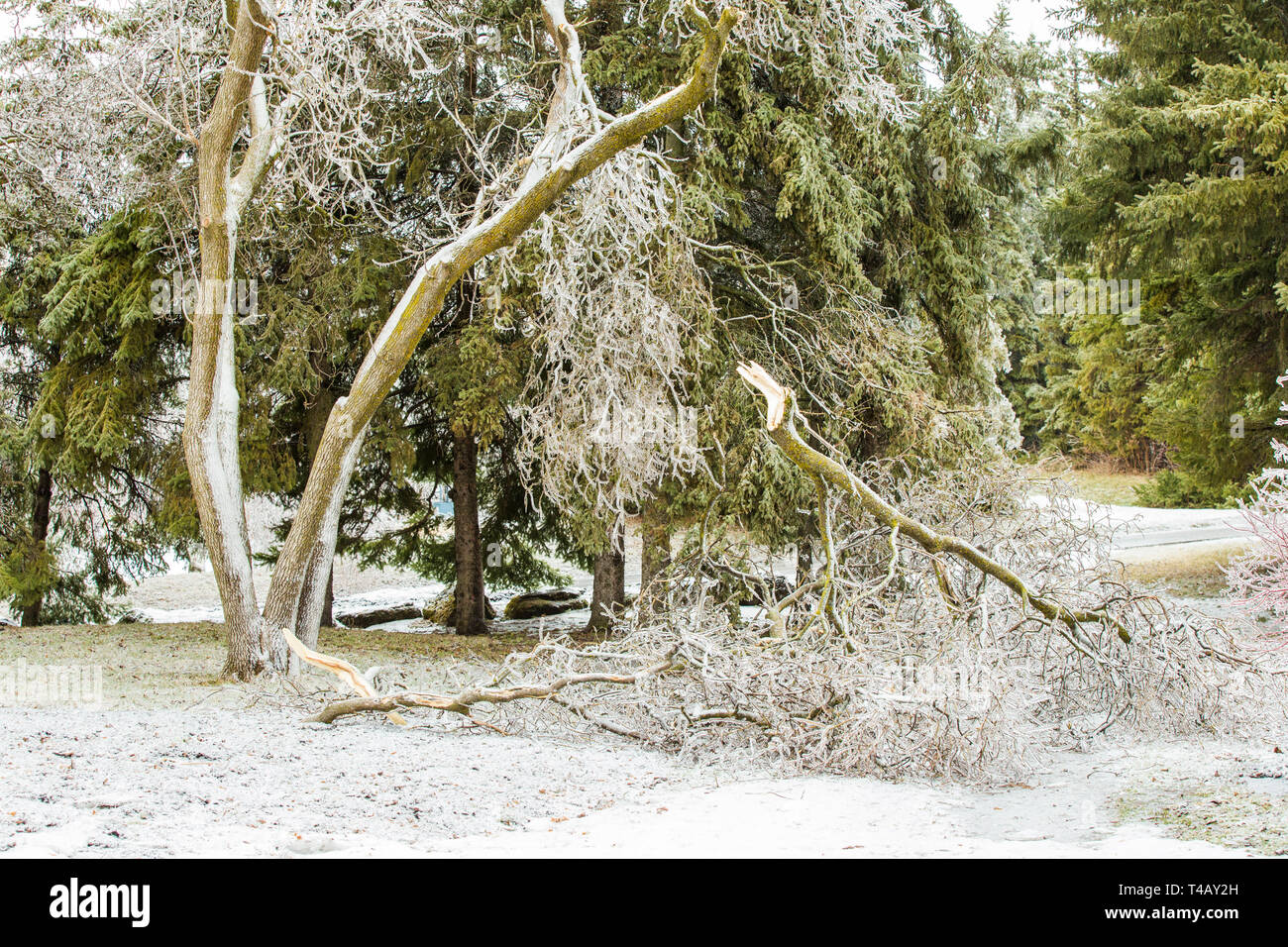 Broken trees under heavy hi-res stock photography and images - Alamy
