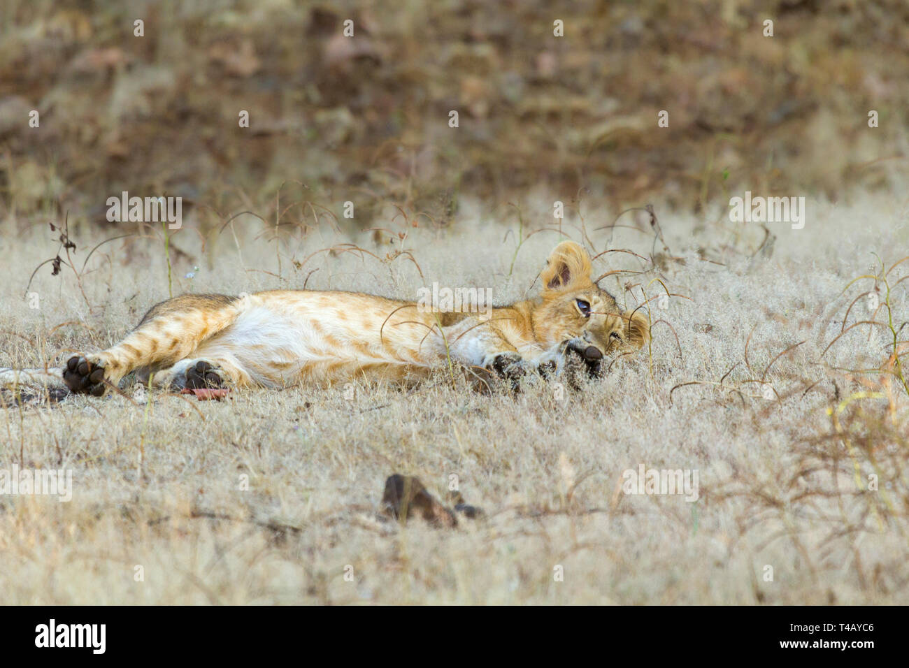 Asiatic Lion or Asian Lion or Panthera leo leo cub playing on the grassland at Gir National park Gujarat India Stock Photo