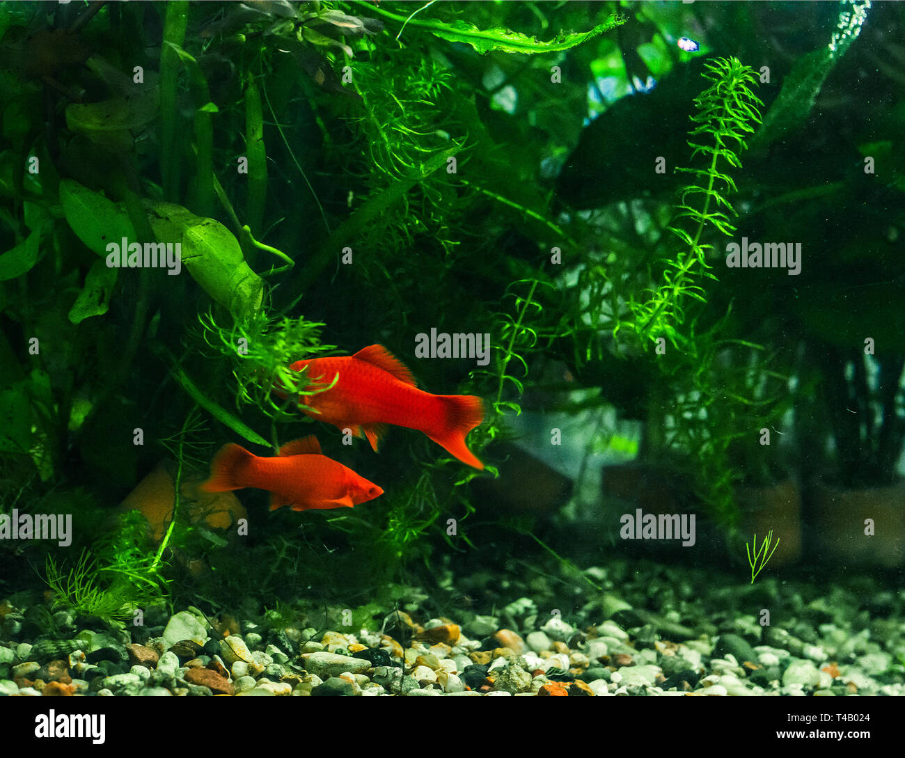 Swordtail (Xiphophorus) fishes in freshwater aquarium Stock Photo Alamy