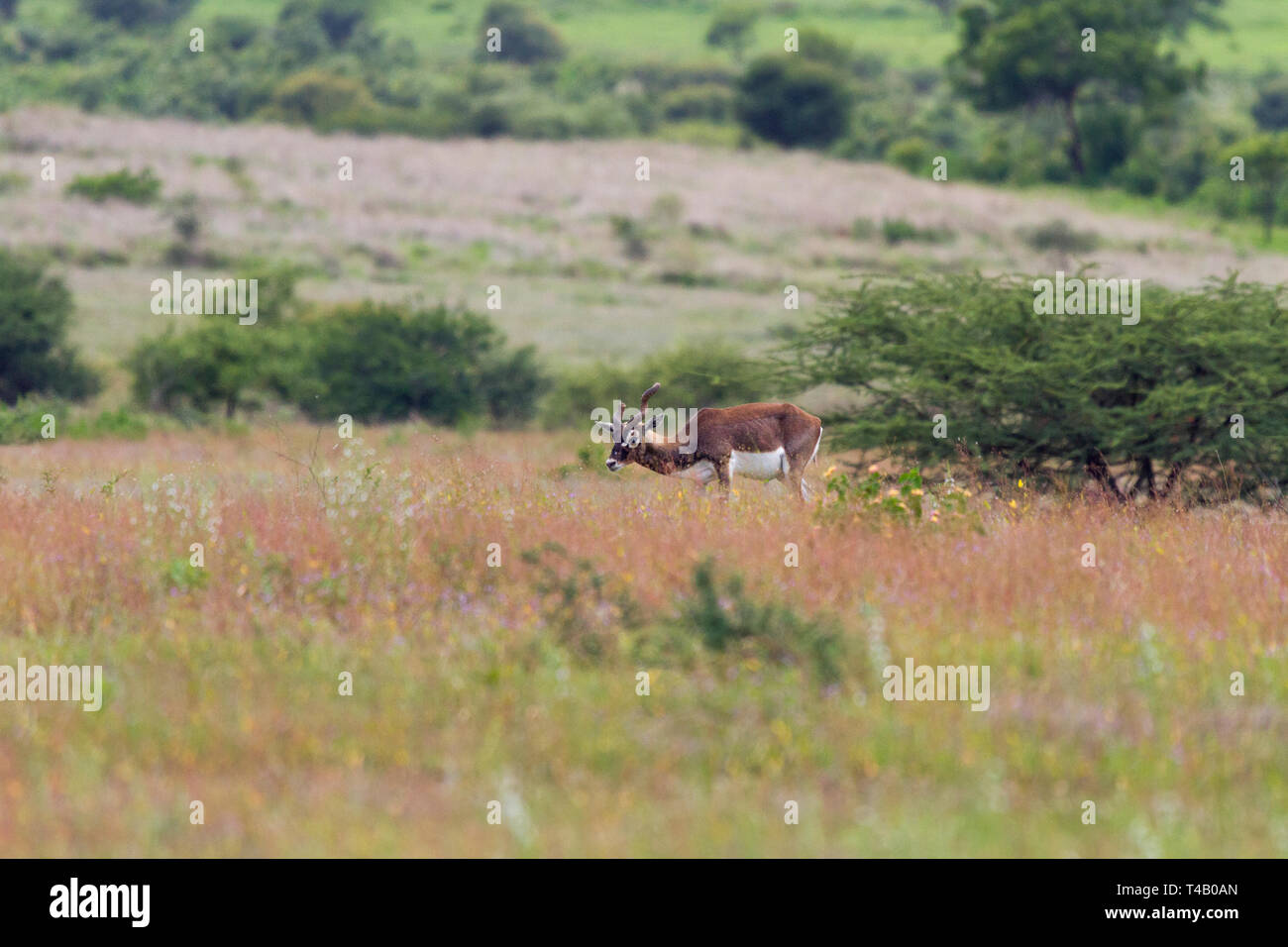 Indian Antelope or Indian Blackbuck or Antilope cervicapra roaming in the grassland at GIB sanctuary in Solapur Maharashtra India Stock Photo