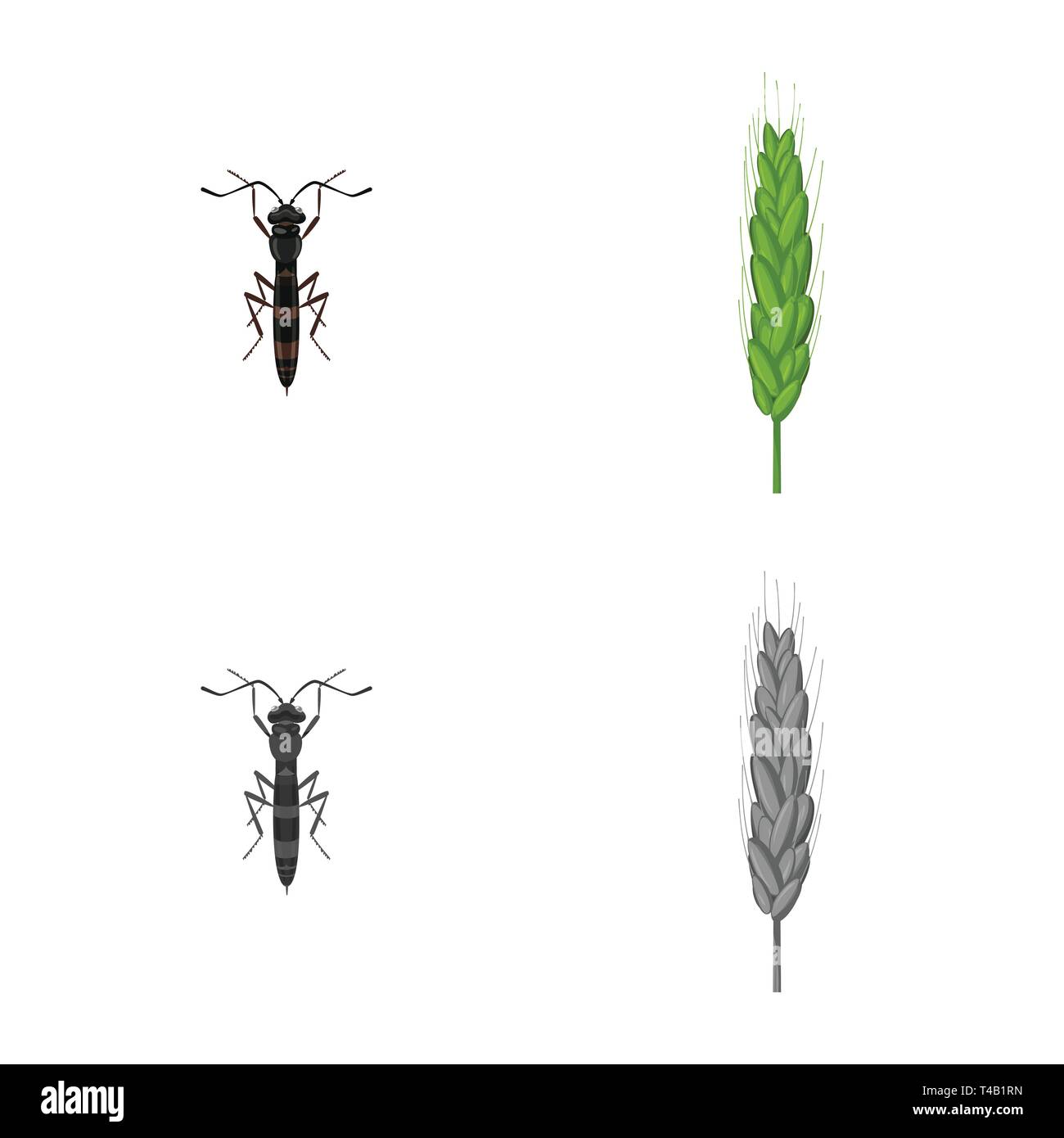 fly,spring,insect,spike,pest,durum,control,flour,stop,seed,wings,bran ...