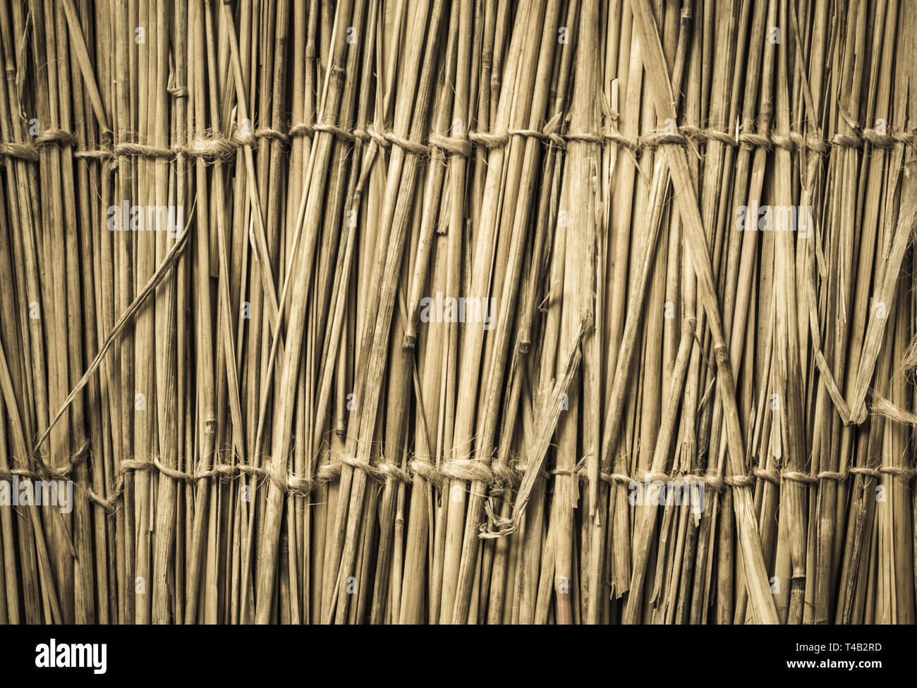 Highly detailed bamboo background. Perfect natural texture. Stock Photo